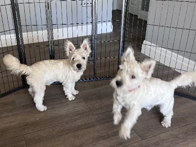 West Highland Terrier – Woodford