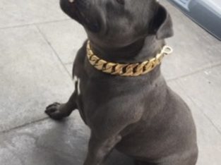 Staffordshire Bull Terrier – Diggers Rest