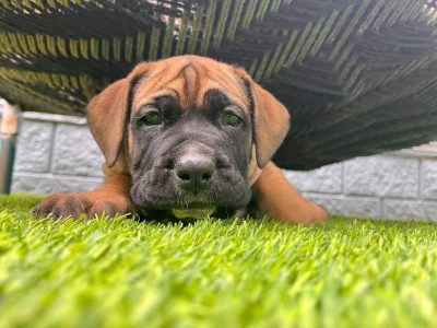 Mastiff – Narre Warren