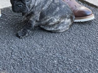 French Bulldog – Narre Warren