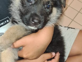 German Shepherd – High Wycombe