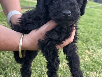 Toy Poodle – Cargo