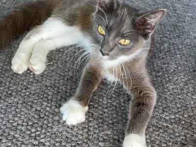 Other Cats – Dundas