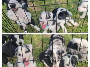 Border Collie – Bethania