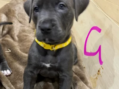 American Staffordshire Bull Terrier – Rosewood