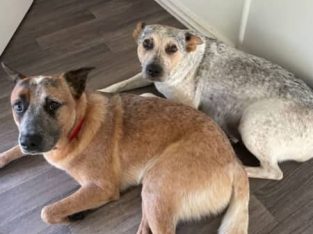 Australian Cattle Dog – Palmwoods