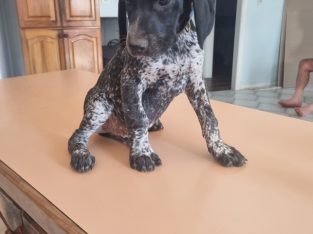 German Shorthaired Pointer – Keilor Downs