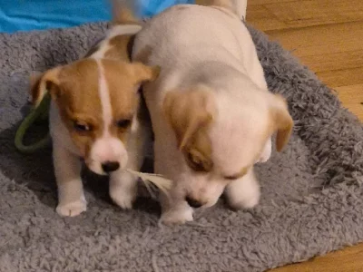 Jack Russell – Kinglake West