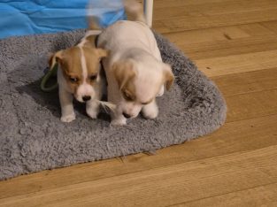 Jack Russell – Kinglake West