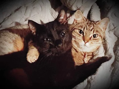 Domestic Short Hair (DSH) – Rooty Hill