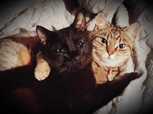 Domestic Short Hair (DSH) – Rooty Hill