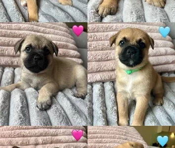 French Bulldog – Donvale