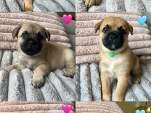 French Bulldog – Donvale