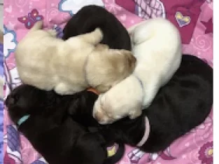 Labrador Retriever – Bellbowrie