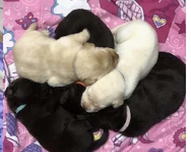 Labrador Retriever – Bellbowrie