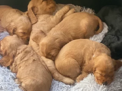 Cocker Spaniel – Traveston