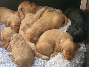 Cocker Spaniel – Traveston