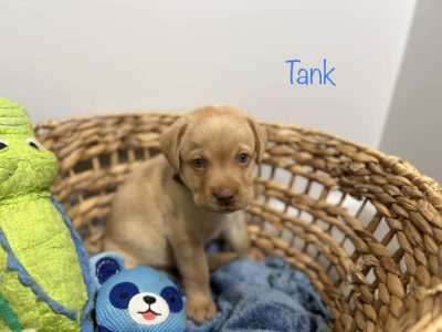 Labrador Retriever – Pimpama