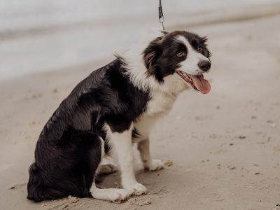 Border Collie – Lake Tabourie