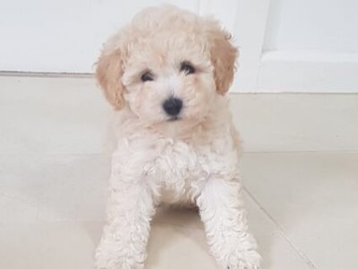Toy Poodle – Knoxfield