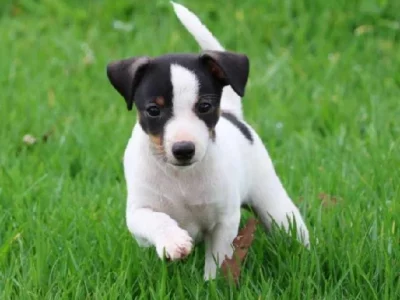 Tenterfield Terrier – Raymond Terrace