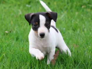 Tenterfield Terrier – Raymond Terrace