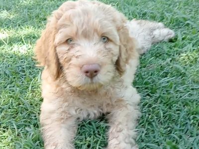 Labradoodle – Norville