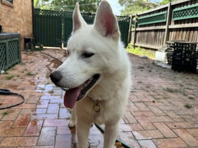 Dogs – Greenacre