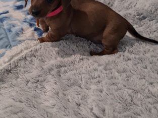 Miniature Dachshund – Noosa