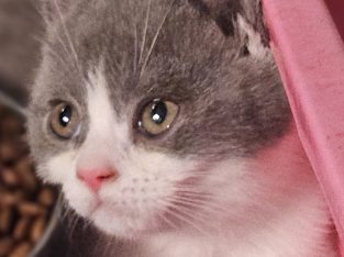 British Shorthair – Melbourne