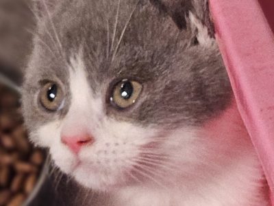 British Shorthair – Melbourne