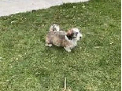 Havanese – Lang Lang