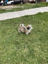 Havanese – Lang Lang