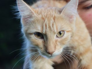 Domestic Medium Hair (DMH) – Seven Hills