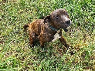 Staffordshire Bull Terrier – Toongabbie