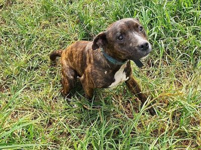 Staffordshire Bull Terrier – Toongabbie