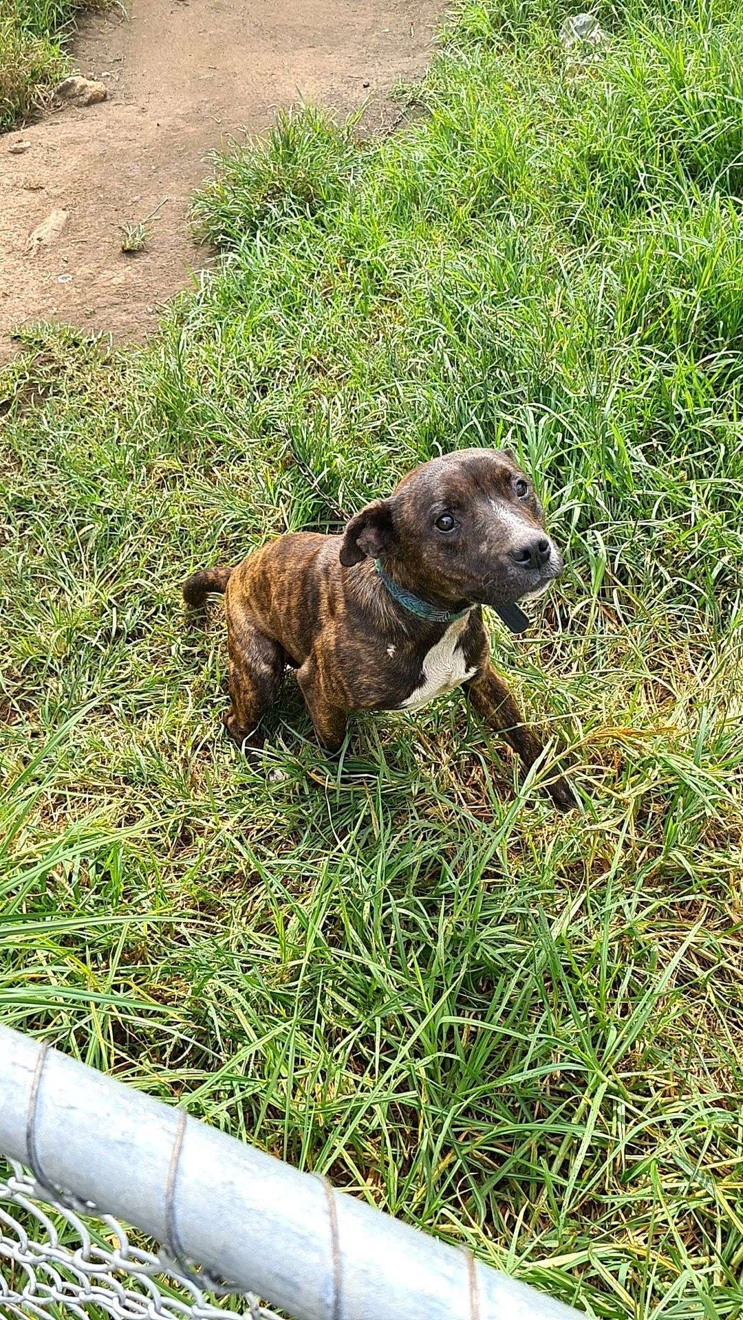 Staffordshire Bull Terrier Toongabbie PetsForHomes