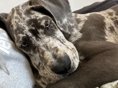 Great Dane – Alkimos