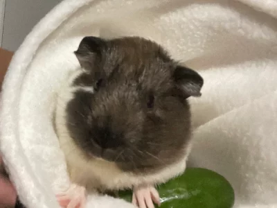 Guinea Pig – Griffin