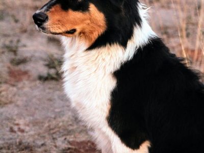 Australian Shepherd – Gold Coast