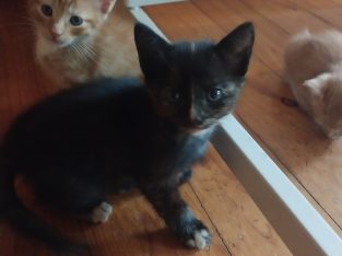 Other Cats – Reynella