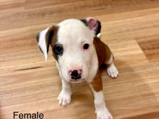 Staffordshire Bull Terrier – Dianella