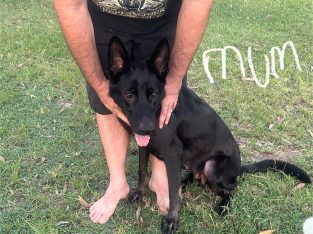German Shepherd – Lowood
