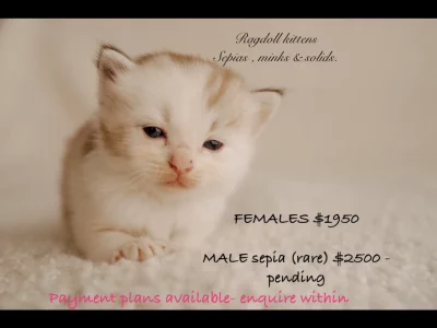 Ragdoll – Balgownie