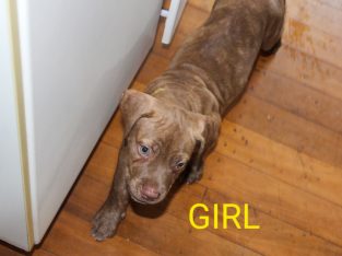 Bullmastiff – Murarrie