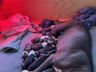 American Staffordshire Bull Terrier – Charmhaven