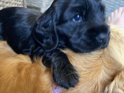 Cocker Spaniel – Donnybrook