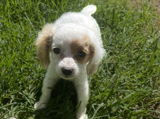 Toy Cavoodle – Armidale