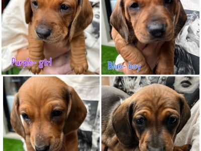 Dachshund – Bentleigh East