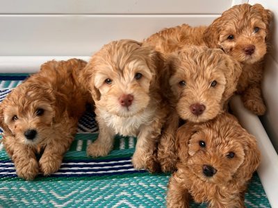 Mini Cavoodle – Mermaid Waters